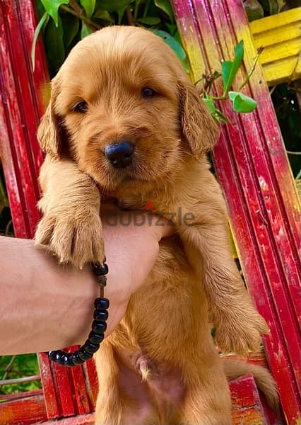 جرو جولدن golden retriever puppy 0