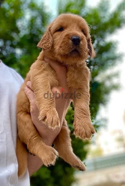 جرو جولدن golden puppy 1