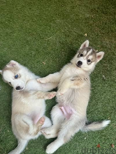 pure husky puppies جراوي هاسكي بيور