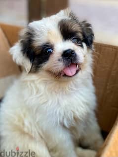 havanese