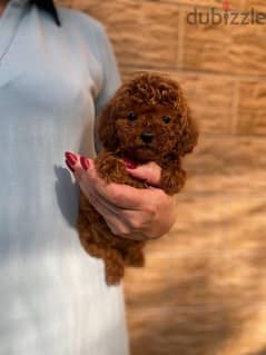 Dark Red Poodle Dog ( Tea Cup ) for Sale Top Quality