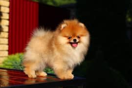 Pomeranian Dog Orange Color from Europe