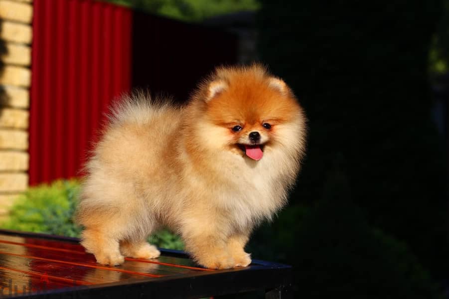 Pomeranian Dog Orange Color from Europe 0