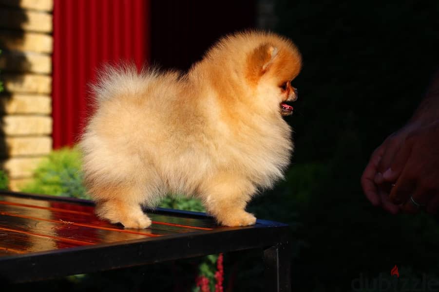 Pomeranian Dog Orange Color from Europe 1