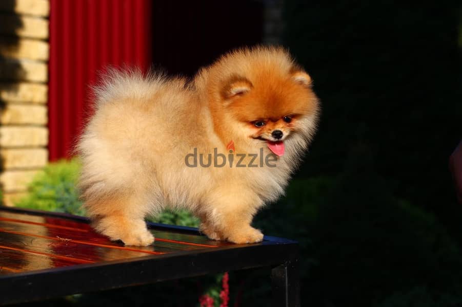 Pomeranian Dog Orange Color from Europe 2