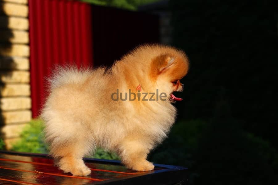 Pomeranian Dog Orange Color from Europe 3