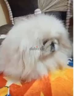 بيكنواه ابيض شيتزو pug bulldog
poodle
chow
Pomeranian shihtzu