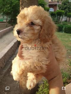 توي بودل toy poodle