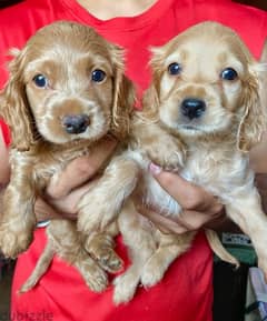 cocker spaniel puppies for sale