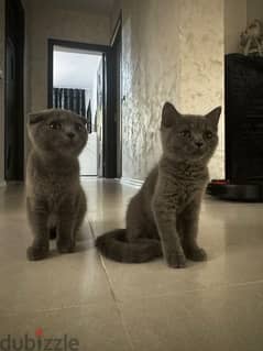 Scottish fold and Scottish straight kittens 60 days