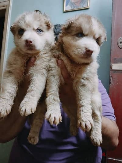 husky puppies blue eyes male and female