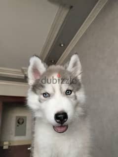 husky dog