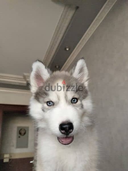 husky dog 0