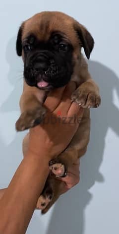 Cane Corso puppies