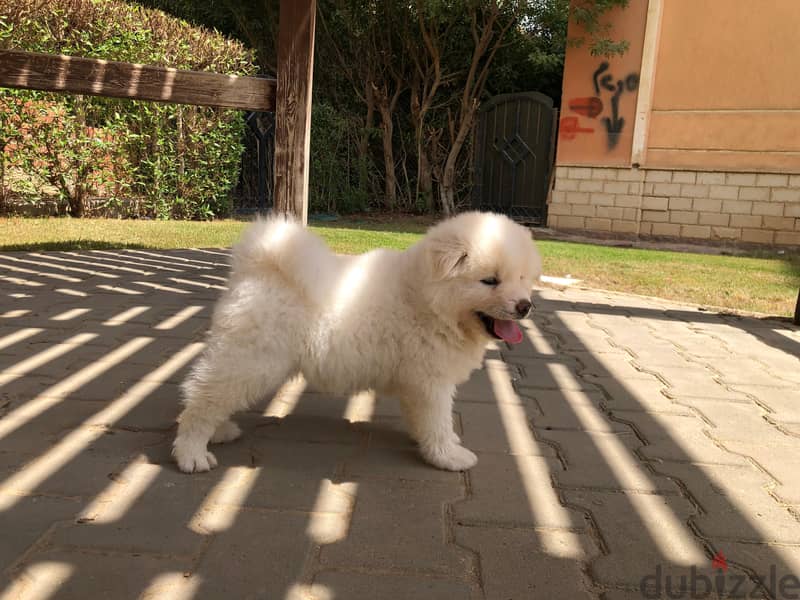 Japanese akita puppies 42 days 7