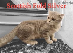 Scottish Fold Silver