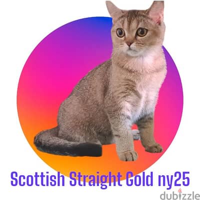 Scottish Straight Gold ny25 for Sale