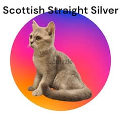 British Shorthair Silver - قط بريطاني