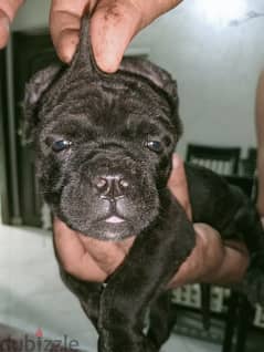 Cane Corso 0