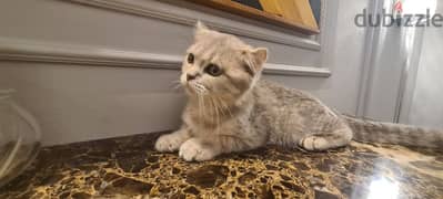 Scottish Fold Silver - سكوتش فولد سيلفر