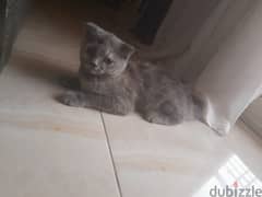 scottish fold female kitten