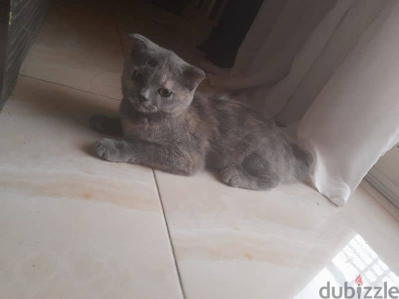 scottish fold kitten 0