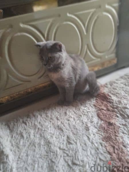 scottish fold female kitten 1