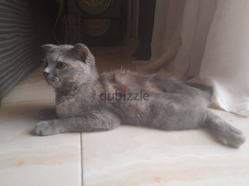 scottish fold female kitten 2