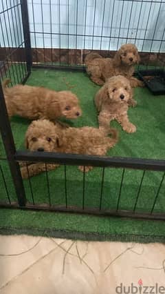 toy poodle puppy