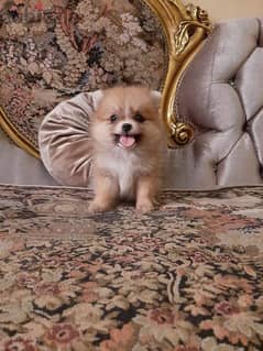 Pomeranian poopy