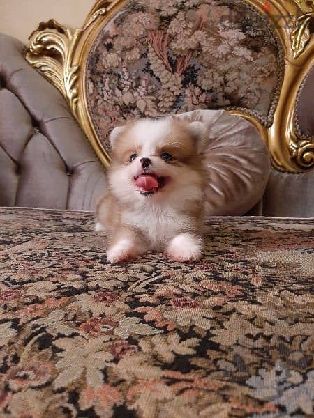 Pomeranian poopy 3