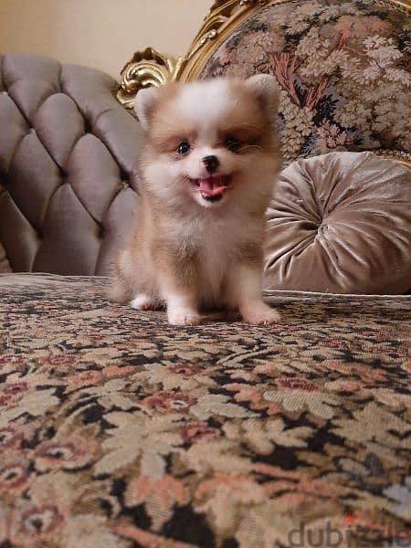 Pomeranian poopy 4