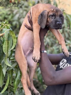 Cane corso Male 0