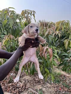 PuppyPitbull