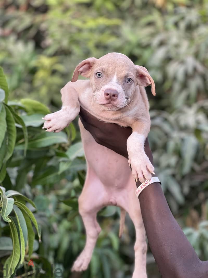 PuppyPitbull 2