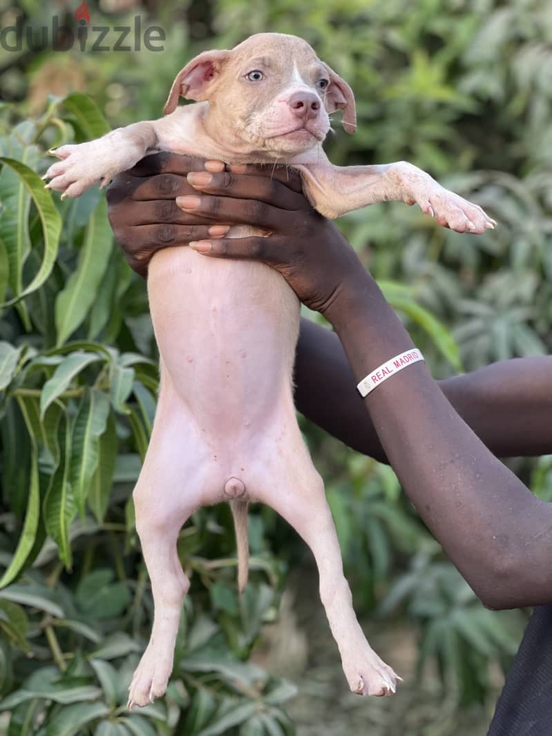 PuppyPitbull 3