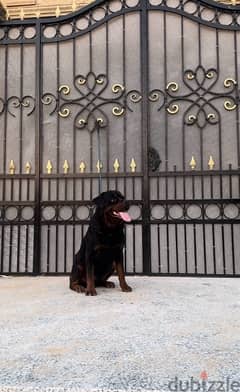 Rottweiler