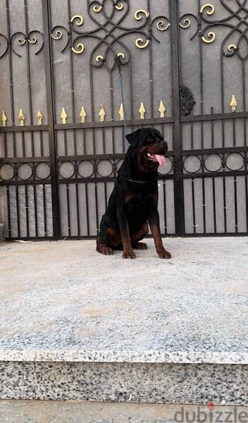 Rottweiler روت وايلر للجواز 3