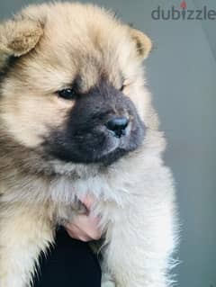 our chow chow puppies in 50 days