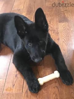 جرو كلب رويال بلاك black German shepherd