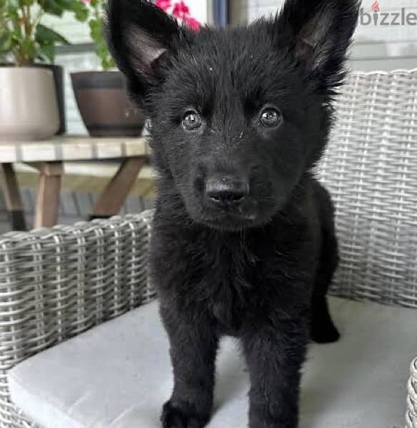 جرو كلب رويال بلاك black German shepherd 1