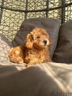 toy poodle puppies dark colour imported parents