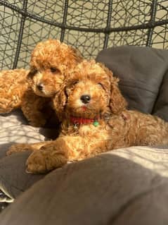 toy poodle puppies dark colour imported parents