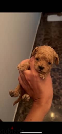 Toy Poodle -imported parents