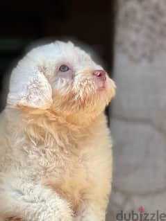 mini havanese puppy color eye red nose 0