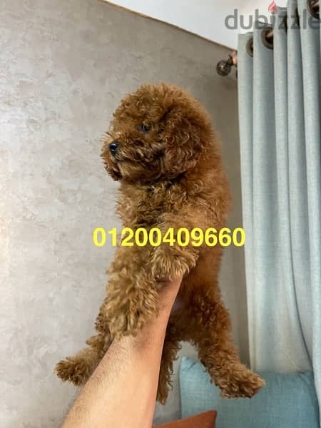 female toy poodle dark red4,5 month 2