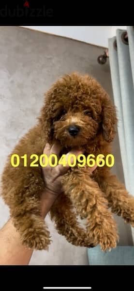 female toy poodle dark red4,5 month 1