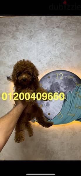 female toy poodle dark red4,5 month 3