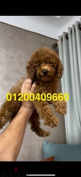 female toy poodle dark red4,5 month 4