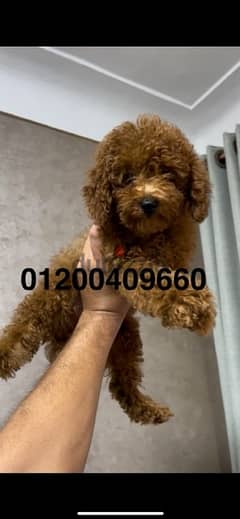 female toy poodle dark red4,5 month